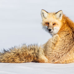 Eyes or Tails?