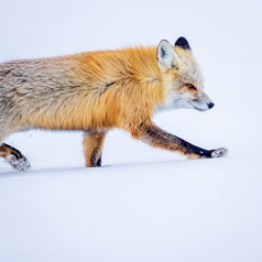 Foxy Snow