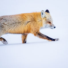 Foxy Snow