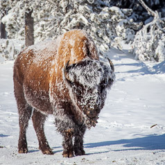 Frosty Coverage