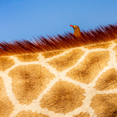 Hitching a Ride, Red-billed Oxpecker