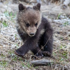 Criss Cross Cub