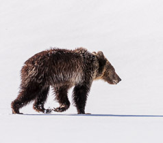 Grizzly Bear and Long Shadow