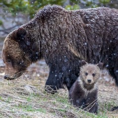 Mother Protector