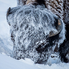 Snow Inspection