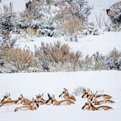 Winter Harem