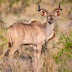 Lesser Kudu