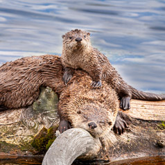 Sleeping Otter with Young