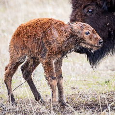 First Steps