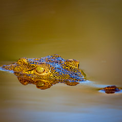 Nile Crocodile