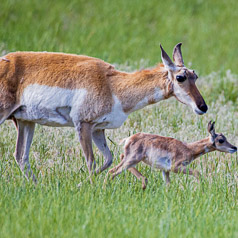 Pronghorn with Young