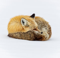 Fox Nap