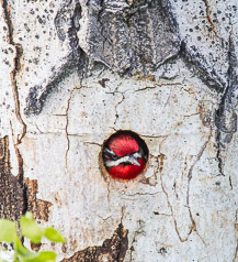 Red-naped Sapsucker in Nest Cavity