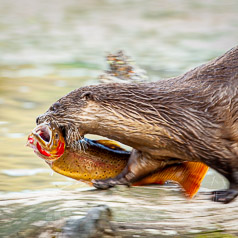 An Otter Runs Through it