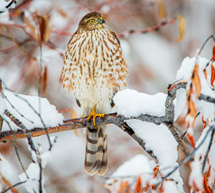 Sharp-Shinned Afternoon