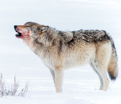 Lone Wolf Howling