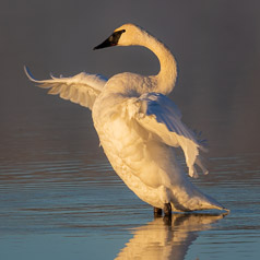 Swan Lake Foggy Morning