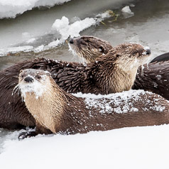 A Romp of Otters