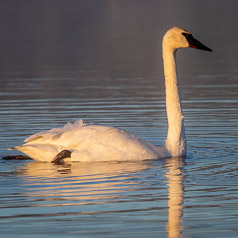 Seeking Morning Rays