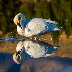 Morning Preening