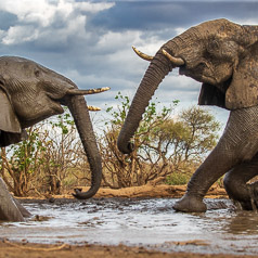 Elephant Swim Date