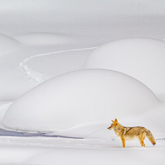 Watchful Coyote in Winter