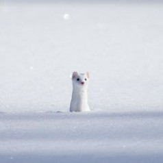 Winter Weasel