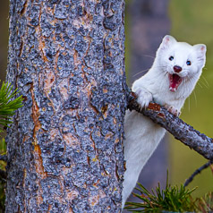 Ermine Yawn