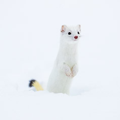 An Ermine A Day