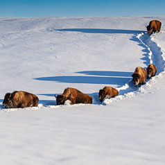 Breaking Trail