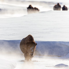 Bison at Alum Creek