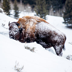 Snowy Forage