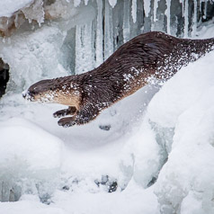 Otter X Games