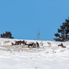 19 Members of the Wapati Pack