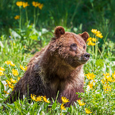 Smelling the Flowers