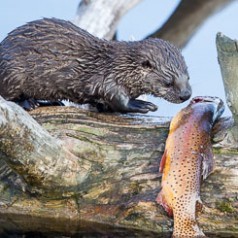 Young otter eying large trout