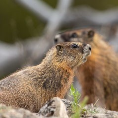 Mother & Young